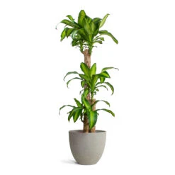 Mini Jesslyn Plant Pot - Grey Washed -Indoor Plants Store Dracaena fragrans Massangeana Multi Stem Mini Jesslyn Plant Pot Grey Washed