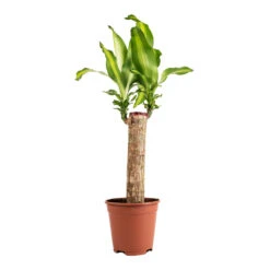 Dracaena Fragrans Massangeana - Single Stem 8 Dracaena Fragrans Massangeana - Single Stem -Indoor Plants Store Dracaena fragrans Massangeana Single Stem 14x65cm