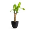 Dracaena Fragrans Massangeana - Single Stem -Indoor Plants Store Dracaena fragrans Massangeana Single Stem 14x65cm Coral Refined Planter Volcano Black 18x15cm