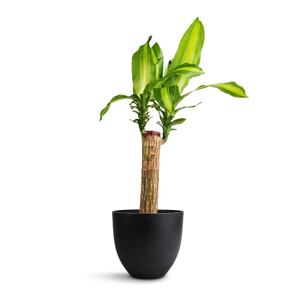 Coral Refined Planter - Volcano Black 4 Coral Refined Planter - Volcano Black - Image 2