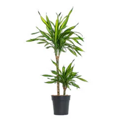 Dracaena Fragrans Riki - Multi Stem -Indoor Plants Store Dracaena fragrans Riki Multi Stem 19cm