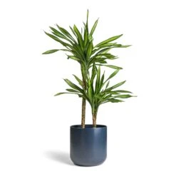 Dracaena Fragrans Riki - Multi Stem -Indoor Plants Store Dracaena fragrans Riki Multi Stem 19x85cm 2 stems Lisbon Plant Pot Navy 24x24cm