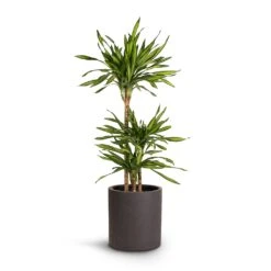 Max Refined Planter - Volcano Black -Indoor Plants Store Dracaena fragrans Riki Multi Stem 21x100cm 3stems Max Refined Planter Volcano Black 29x29.5cm