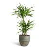 Dracaena Fragrans Riki - Multi Stem 1 Dracaena Fragrans Riki - Multi Stem -Indoor Plants Store Dracaena fragrans Riki Multi Stem 21x100cm 3 stems Rinca Plant Pot Shiny Green 29x26cm