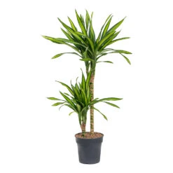 Dracaena Fragrans Riki - Multi Stem -Indoor Plants Store Dracaena fragrans Riki Multi Stem