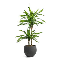 Dracaena Fragrans Riki - Multi Stem -Indoor Plants Store Dracaena fragrans Riki Multi Stem Mini Orb Kevan Plant Pot Black Washed