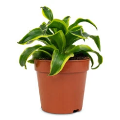 Dracaena Fragrans Tornado - Head 13 Dracaena Fragrans Tornado - Head -Indoor Plants Store Dracaena fragrans Tornado Head 12x25cm