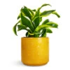 Dracaena Fragrans Tornado - Head -Indoor Plants Store Dracaena fragrans Tornado Head 12x25cm Arley Plant Pot Yellow Bee 12.5x13.5cm de38fe8d 4d4f 41e4 ae71 ea7aff43ba01