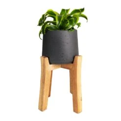 Dracaena Fragrans Tornado - Head 18 Dracaena Fragrans Tornado - Head -Indoor Plants Store Dracaena fragrans Tornado Head 12x25cm Patt Plant Pot Tall Stand Black Washed 23x34cmcopy