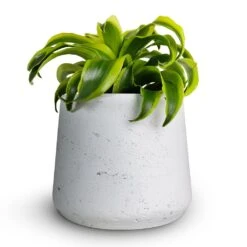 Patt Plant Pot - White Washed -Indoor Plants Store Dracaena fragrans Tornado Head 12x25cm Patt Plant Pot White Washed 16x14cmcopy