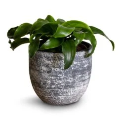 Dracaena Fragrans Twister - Head -Indoor Plants Store Dracaena fragrans Twister Head 12x25cm Cas Plant Pot Anthracite 15x13cm