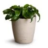 Dracaena Fragrans Twister - Head 1 Dracaena Fragrans Twister - Head -Indoor Plants Store Dracaena fragrans Twister Head 12x25cm Gerben Plant Pot Grey Washed 15x16cm