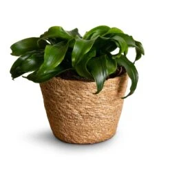 Dracaena Fragrans Twister - Head -Indoor Plants Store Dracaena fragrans Twister Head 12x25cm Igmar Plant Basket Natural 15x12cm