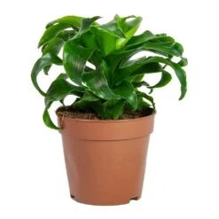 Dracaena Fragrans Twister - Head -Indoor Plants Store Dracaena fragrans Twister Head