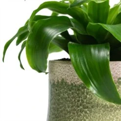 Dracaena Fragrans Twister - Head -Indoor Plants Store Dracaena fragrans Twister Head Jorrit Plant Pot Satin Green Close Up 1aee5229 9505 447b ac78 6198f2e3e971