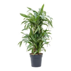 Dracaena Fragrans Ulises - Branched -Indoor Plants Store Dracaena fragrans Ulises Branched