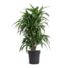 Dracaena Fragrans Ulises - Branched 1 Dracaena Fragrans Ulises - Branched -Indoor Plants Store Dracaena fragrans Ulises Branched 24cm