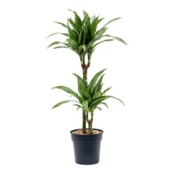 Dracaena Fragrans Ulises - Multi Stem 11 Dracaena Fragrans Ulises - Multi Stem -Indoor Plants Store Dracaena fragrans Ulises Multi Stem 2 Stem