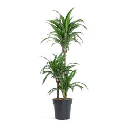 Dracaena Fragrans Ulises - Multi Stem 10 Dracaena Fragrans Ulises - Multi Stem -Indoor Plants Store Dracaena fragrans Ulises Multi Stem 21cm