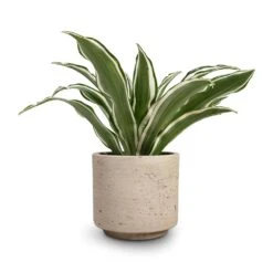 Novi Plant Pot - Grey Washed -Indoor Plants Store Dracaena fragrans White Jewel Head 12x25cm Novi Plant Pot Grey Washed 15x13.5cm 30716801 5704 459c bb70 5b0ac1175870