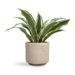 Dracaena Fragrans White Jewel - Head -Indoor Plants Store Dracaena fragrans White Jewel Head 12x25cm Novi Plant Pot Grey Washed 15x13.5cm 35f6af3f cd0a 4432 a537 637f09b3f06a