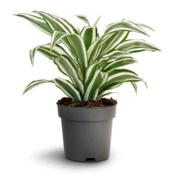 Dracaena Fragrans White Jewel - Head -Indoor Plants Store Dracaena fragrans White Jewel Head 17x50cm