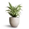 Dracaena Fragrans White Jewel - Head 1 Dracaena Fragrans White Jewel - Head -Indoor Plants Store Dracaena fragrans White Jewel Head 17x50cm Cas Plant Pot Cool Grey 21x19cm