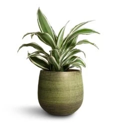 Dracaena Fragrans White Jewel - Head -Indoor Plants Store Dracaena fragrans White Jewel Head 17x50cm Lydia Plant Pot Shiny Green 22x20cm