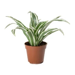 Dracaena Fragrans White Jewel - Head -Indoor Plants Store Dracaena fragrans White Jewel Head