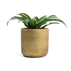 Dracaena Fragrans White Jewel - Head -Indoor Plants Store Dracaena fragrans White Jewel Head Charlie Plant Pot Metallic Gold f3511a26 6f44 4d1e 8a3d 99a8e3dc1fbc