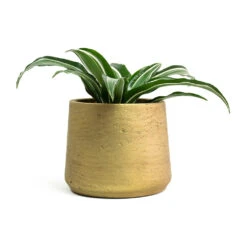 Dracaena Fragrans White Jewel - Head -Indoor Plants Store Dracaena fragrans White Jewel Head Patt Plant Pot Metallic Gold c2a23cf4 c7a0 4e04 99a5 70c9bf81c76b