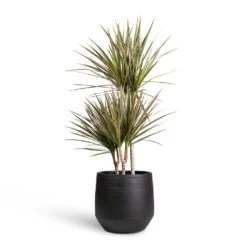 Norell Plant Pot - Black 29 Norell Plant Pot - Black -Indoor Plants Store Dracaena marginata Bicolour Multi Stem 21x100cm 3 stems Norell Plant Pot Black 29x28cm