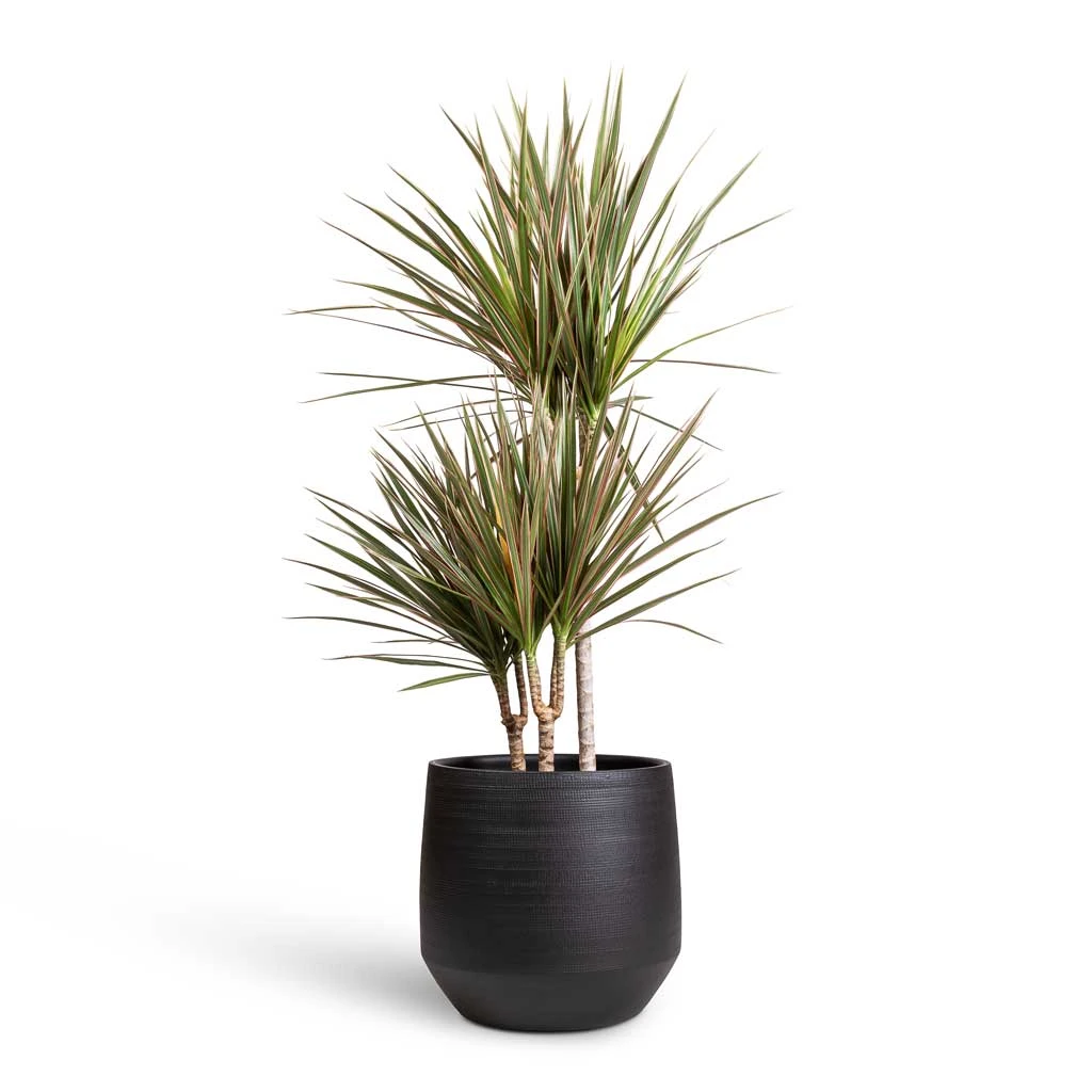 Norell Plant Pot - Black 11 Norell Plant Pot - Black - Image 9