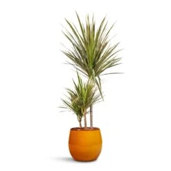 Charlotte Plant Pot - Spiced Ochre -Indoor Plants Store Dracaena marginata Bicolour Multi Stem 21x110cm 3 stems Charlotte Plant Pot Spiced Ochre 23x20cm