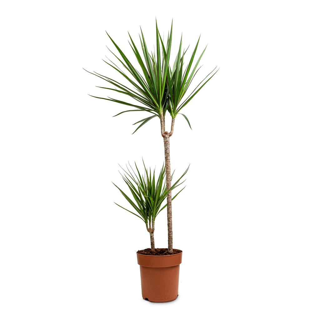 Dracaena Marginata Red Edged - Multi Stem 20 Dracaena Marginata Red Edged - Multi Stem - Image 18