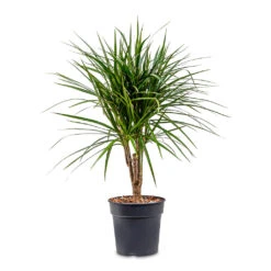 Dracaena Marginata Red Edged - Branched -Indoor Plants Store Dracaena marginata Red Edged Branched 21x75cm