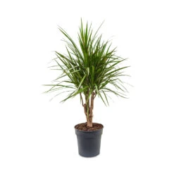 Dracaena Marginata Red Edged - Branched -Indoor Plants Store Dracaena marginata Red Edged Branched 24x90cm
