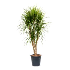 Dracaena Marginata Red Edged - Branched -Indoor Plants Store Dracaena marginata Red Edged Branched 30x160cm