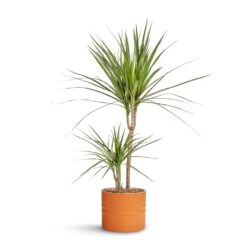 Hadleigh Plant Pot - Amber -Indoor Plants Store Dracaena marginata Red Edged Multi Stem 17x75cm Hadleigh Plant Pot Amber 20x17.5cm