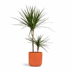 Dracaena Marginata Red Edged - Multi Stem 30 Dracaena Marginata Red Edged - Multi Stem -Indoor Plants Store Dracaena marginata Red Edged Multi Stem 17x75cm 2 stems Lisbon Plant Pot Coral 21x21cm 91e20c74 f934 4073 91a9 75cbbee6611f
