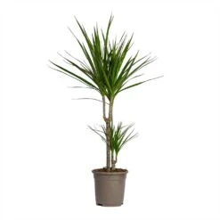 Dracaena Marginata Red Edged - Multi Stem 29 Dracaena Marginata Red Edged - Multi Stem -Indoor Plants Store Dracaena marginata Red Edged Multi Stem 17x85cm 2 stems