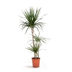 Dracaena Marginata Red Edged - Multi Stem 33 Dracaena Marginata Red Edged - Multi Stem -Indoor Plants Store Dracaena marginata Red Edged Multi Stem 21x110cm 3stems