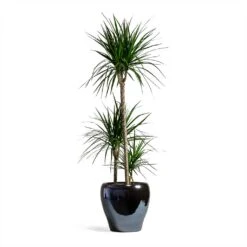 Dracaena Marginata Red Edged - Multi Stem 23 Dracaena Marginata Red Edged - Multi Stem -Indoor Plants Store Dracaena marginata Red Edged Multi Stem 24x110cm 3 stems Amora Plant Pot Anthracite Mirror 32x32cm eeee0176 a201 4681 936b a6b1d10176e7