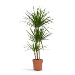 Dracaena Marginata Red Edged - Multi Stem 25 Dracaena Marginata Red Edged - Multi Stem -Indoor Plants Store Dracaena marginata Red Edged Multi Stem 24x140cm 3stems