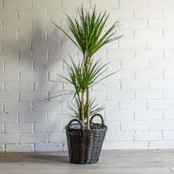 Nanna Wikr Plant Basket - Dark Brown -Indoor Plants Store Dracaena marginata Red Edged Multi Stem Nanna Wikr Plant Basket Dark Brown 3aa8f02a 5ef6 4801 a711 d18e03b50c39