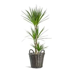 Nanna Wikr Plant Basket - Dark Brown -Indoor Plants Store Dracaena marginata Red Edged Multi Stem Nanna Wikr Plant Basket dark brown 7c3fb506 98b9 4223 bd66 6ace92311093