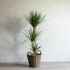 Dracaena Marginata Red Edged - Multi Stem 35 Dracaena Marginata Red Edged - Multi Stem -Indoor Plants Store Dracaena marginata Red Edged Multi Stem Nanna Wikr Plant Basket natural 46abb40a 307c 4e49 883e e664d90d7408