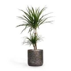 Dracaena Marginata Red Edged - Multi Stem 28 Dracaena Marginata Red Edged - Multi Stem -Indoor Plants Store Dracaena marginata Red Edged MultiStem 17x85cm Plant Pot Luxe Lite Wrinkle Cylinder Planter Bronze 23x22cm