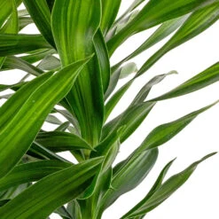Dracaena Reflexa Song Of Jamaica -Indoor Plants Store Dracaena reflexa Song of Jamaica SWATCH 2