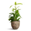 Dracaena Surculosa -Indoor Plants Store Dracaena surculosa 12x40cm Cas Plant Pot Sahara 15x13cm